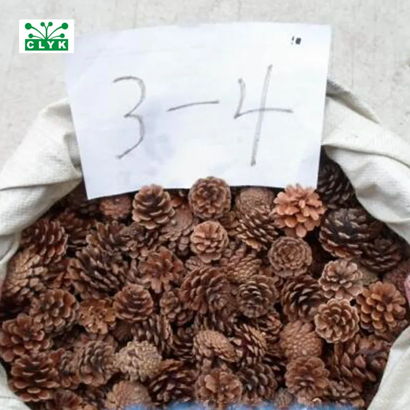 Naturally Dried Pine Cones Pinecone Xmas New Year Holiday Party Decoration Christmas Decoration Home Supplies 3~4CM/5pcs
Naturally Dried Pine Cones Pinecone Xmas New Year Holiday Party Decoration Christmas Decoration Home Supplies 3~4CM/5pcs