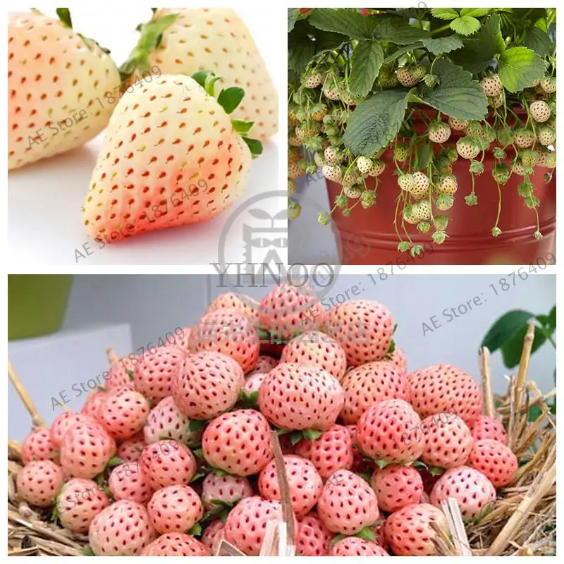 1000pcs Rare White Strawberry Pineberry Fruit Planting White Berries Organic Ornamental Plants Home Garden Plant Bonsai
1000pcs Rare White Strawberry Pineberry Fruit Planting White Berries Organic Ornamental Plants Home Garden Plant Bonsai