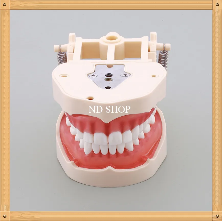 Removeable Dental Training Model /Standard Dental Teeth Model with Soft Gum/Adult Dental Standard Model with 32 Screw M8014
Removeable Dental Training Model /Standard Dental Teeth Model with Soft Gum/Adult Dental Standard Model with 32 Screw M8014