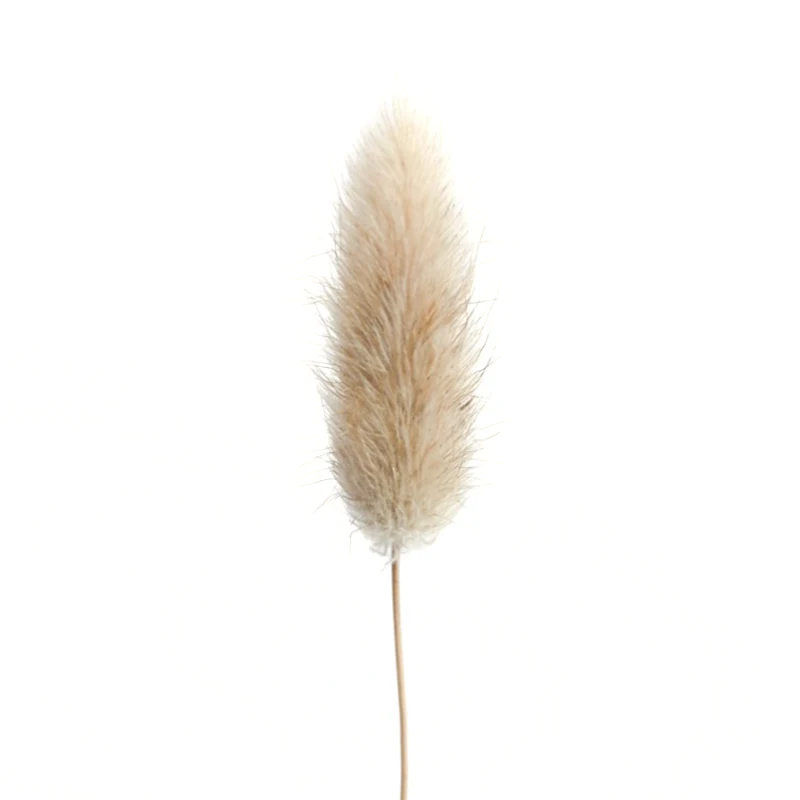 20 Stems Dried Flower Bunny Tail Natural Plants Floral Rabbit Grass Bouquet Home Decoration Accessories Photo
20 Stems Dried Flower Bunny Tail Natural Plants Floral Rabbit Grass Bouquet Home Decoration Accessories Photo