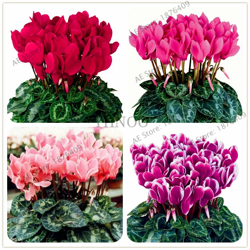 100pcs/bag Cyclamen garden, colorful Cyclamen Flower Beautiful Perennial Flowering Potted Plants,Bonsai Plant kids Love it
100pcs/bag Cyclamen garden, colorful Cyclamen Flower Beautiful Perennial Flowering Potted Plants,Bonsai Plant kids Love it