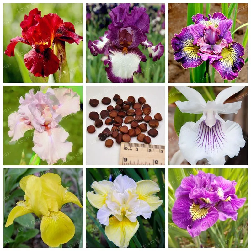 20 Pcs Rare Iris Bonsai 24 Colours Bonsai Flower Heirloom Iris Tectorum Perennial Flower Bonsai Plant For Home Garden
20 Pcs Rare Iris Bonsai 24 Colours Bonsai Flower Heirloom Iris Tectorum Perennial Flower Bonsai Plant For Home Garden