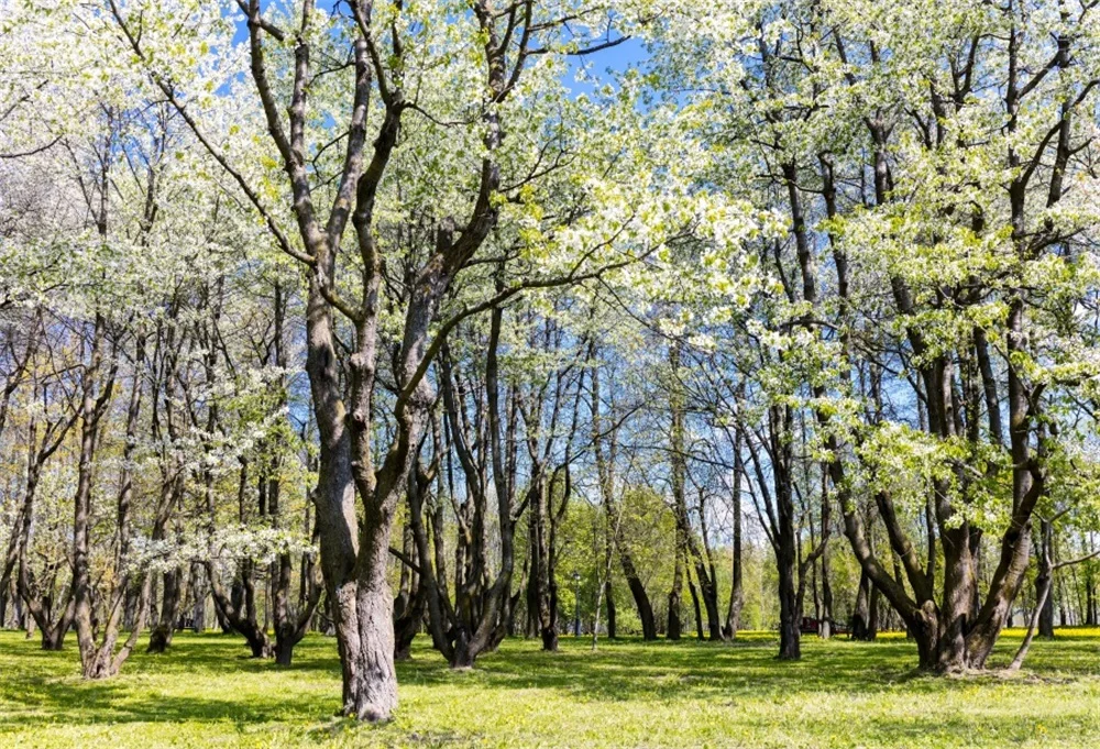 Laeacco Spring Blossom Tree Grass Lawn Portrait Outdoor Photo Backgrounds Customized Photographic Backdrops For Photo Studio
Laeacco Spring Blossom Tree Grass Lawn Portrait Outdoor Photo Backgrounds Customized Photographic Backdrops For Photo Studio