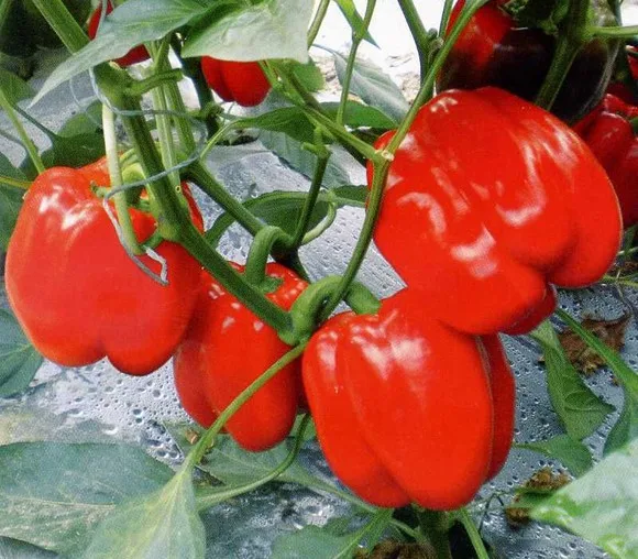 (mix Minimum Order $5)1 Original Pack 100pcs Red Sweet Pepper bonsai Vegetable bonsaihigh Budding Rate Fast Growth
(mix Minimum Order $5)1 Original Pack 100pcs Red Sweet Pepper bonsai Vegetable bonsaihigh Budding Rate Fast Growth