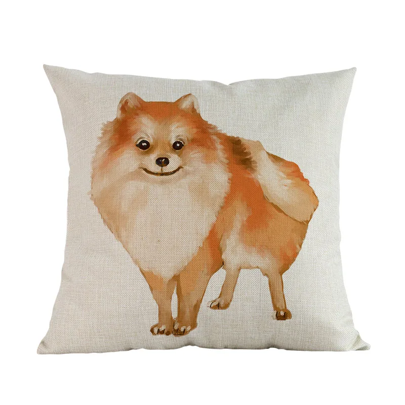 pomeranian
