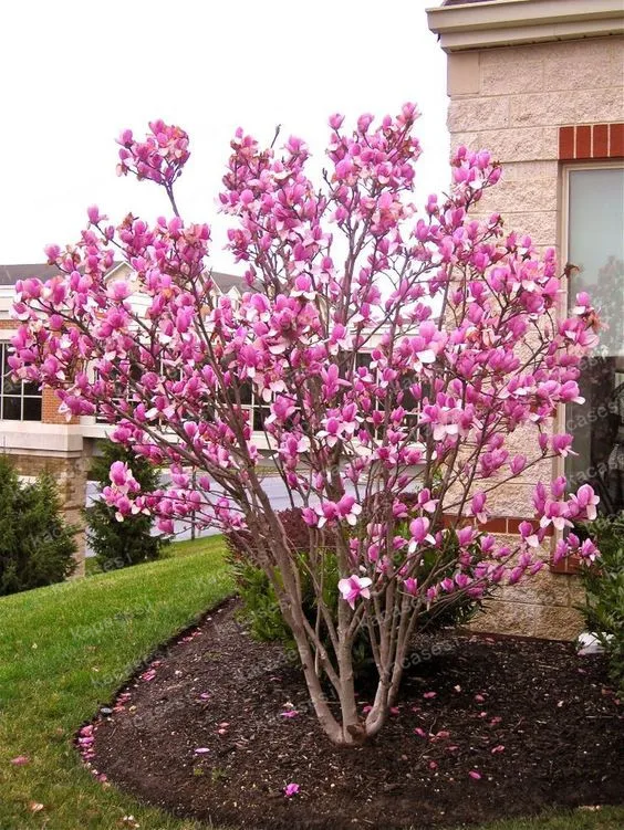 30 pcs Mixed Magnolia Bonsai Tree Perennial Flower Magnolia flowering Potted plants Multicolor Optional Light Up Your Garden
30 pcs Mixed Magnolia Bonsai Tree Perennial Flower Magnolia flowering Potted plants Multicolor Optional Light Up Your Garden