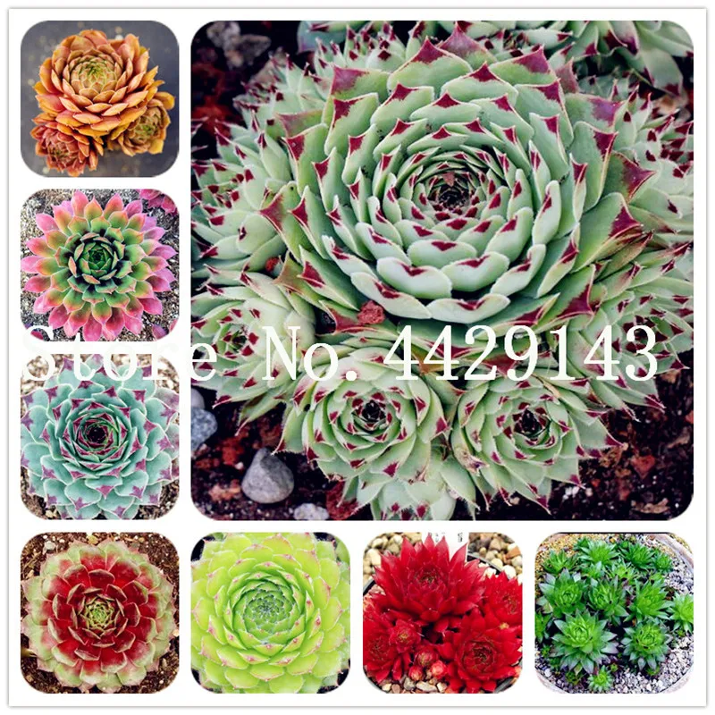 Sale! 100 Pcs/Lot Succulent Mixed Sempervivum Grass (Sempervivum Hybridum) bonsai plant flower ourdoor plant for home garden
Sale! 100 Pcs/Lot Succulent Mixed Sempervivum Grass (Sempervivum Hybridum) bonsai plant flower ourdoor plant for home garden