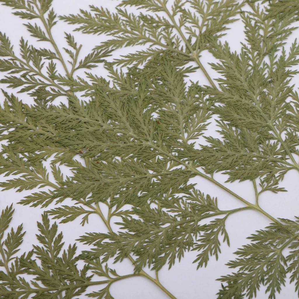 10 шт. сушеный прессованный цветок из натурального листочка гербарий растений DIY