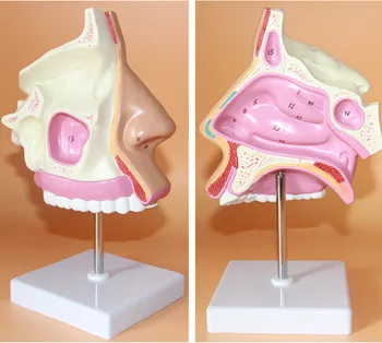 ENT medical model nasal anatomical model muzzle nose cavity structure model human model
ENT medical model nasal anatomical model muzzle nose cavity structure model human model