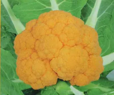 Healthy vegetable bonsais golden cauliflower bonsai selling small family garden 10pcs
Healthy vegetable bonsais golden cauliflower bonsai selling small family garden 10pcs