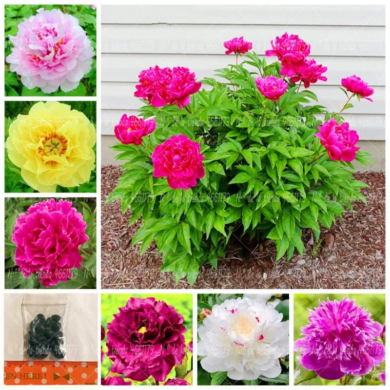 10Pcs Peony bonsai plant flower rare bonsai Paeonia Lactiflora pot flower landscape perennial garden flower pot planting decorat
10Pcs Peony bonsai plant flower rare bonsai Paeonia Lactiflora pot flower landscape perennial garden flower pot planting decorat