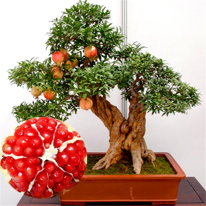 Giant Pomegranate Garden bonsai Plant Delicious Sweet Fruit Succulents Perennial Tree 100Particles / Bag for flower pot planters
Giant Pomegranate Garden bonsai Plant Delicious Sweet Fruit Succulents Perennial Tree 100Particles / Bag for flower pot planters