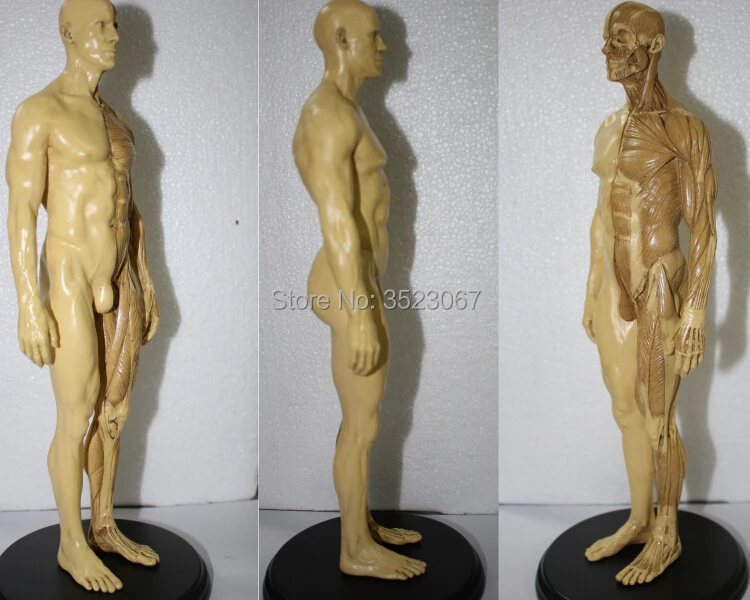 30CM Human resin skull skeleton anatomical model for denture teeth male 1:6 Flesh Anatomy superficial muscle
30CM Human resin skull skeleton anatomical model for denture teeth male 1:6 Flesh Anatomy superficial muscle