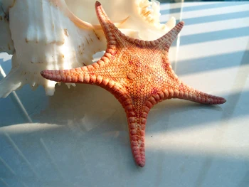 HappyKiss The deep small starfish Red sea star Flat starfish Dried specimens five fingers photography props Decorative platform
HappyKiss The deep small starfish Red sea star Flat starfish Dried specimens five fingers photography props Decorative platform