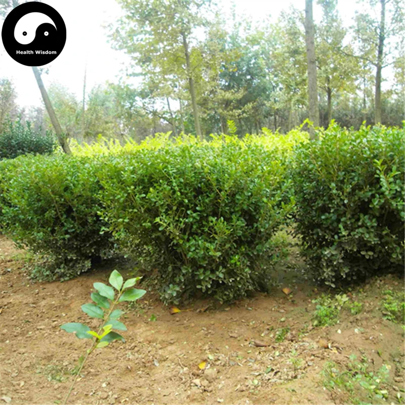 Buy Common Boxwood Tree Semente 30pcs Plant Populus Simonii Tree For Buxus Sinica
Buy Common Boxwood Tree Semente 30pcs Plant Populus Simonii Tree For Buxus Sinica