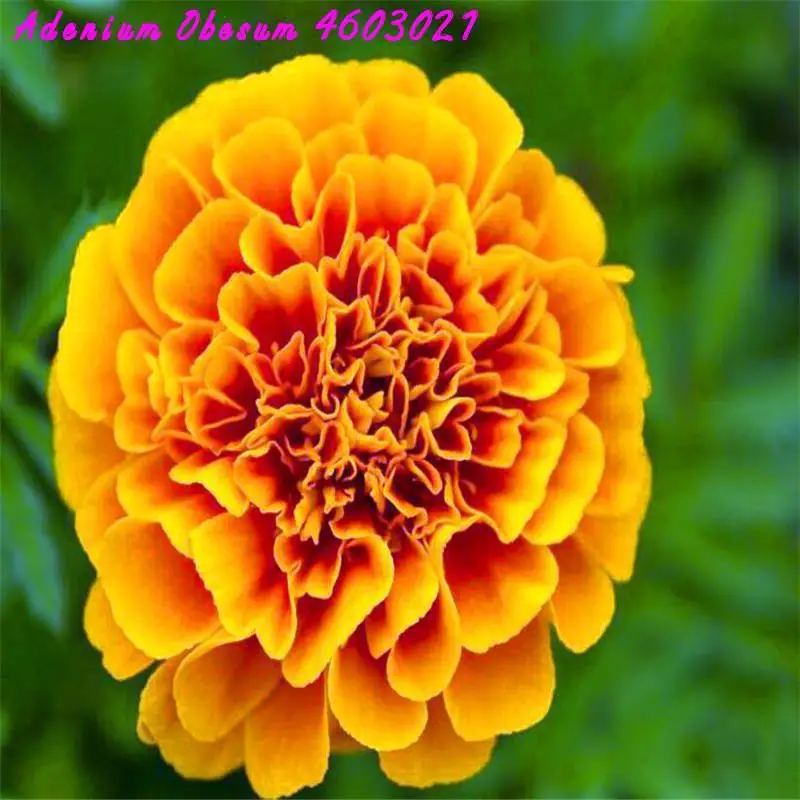 Clearance! 20pcs free shipping African herbal marigold flowers covered earth French potted marigold flower family garden plants
Clearance! 20pcs free shipping African herbal marigold flowers covered earth French potted marigold flower family garden plants