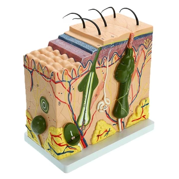 50 times Human Skin and Hair Structure Enlarge Model Skin Layer Structure Model Human's Skeleton Anatomical Model 24x23x11cm
50 times Human Skin and Hair Structure Enlarge Model Skin Layer Structure Model Human's Skeleton Anatomical Model 24x23x11cm