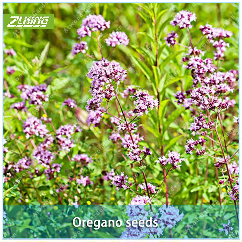 ZLKING 100pcs Oregano Flower Bonsai Plants For Home Garden Plant Stand Super Natural Products Supernatural Product
ZLKING 100pcs Oregano Flower Bonsai Plants For Home Garden Plant Stand Super Natural Products Supernatural Product