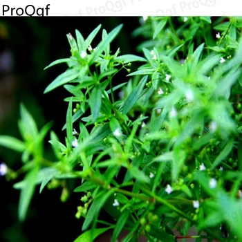 Prodgf 1 Set Hedyotis diffusa Angelica dahurica Thlaspi arvense Scutellaria barbata
Prodgf 1 Set Hedyotis diffusa Angelica dahurica Thlaspi arvense Scutellaria barbata
