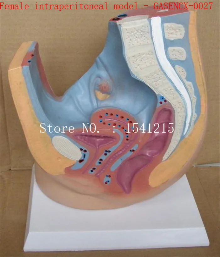 Reproductive system family planning model Teaching medical model Female intraperitoneal model - GASENCX-0027
Reproductive system family planning model Teaching medical model Female intraperitoneal model - GASENCX-0027