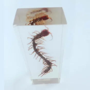 True Centipede Embedded Specimens Transparent Resin Centipede Specimen Model Biology Arthropods Teaching Aids Resin Craftwork
True Centipede Embedded Specimens Transparent Resin Centipede Specimen Model Biology Arthropods Teaching Aids Resin Craftwork
