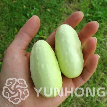 100pcs Vegetables and fruit bonsai Mini Gherkin plant Taste like watermelon Bonsai plants Bonsa for home & garden Free Shipping
100pcs Vegetables and fruit bonsai Mini Gherkin plant Taste like watermelon Bonsai plants Bonsa for home & garden Free Shipping