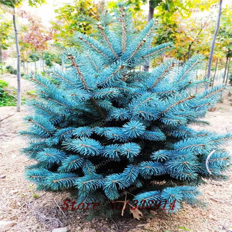 Tree Bonsai Rare Evergreen Colorado Blue Spruce Bonsai Picea Pungens Glauca Good For Growing In Pots Flower Pot Planters 100 Pcs
Tree Bonsai Rare Evergreen Colorado Blue Spruce Bonsai Picea Pungens Glauca Good For Growing In Pots Flower Pot Planters 100 Pcs
