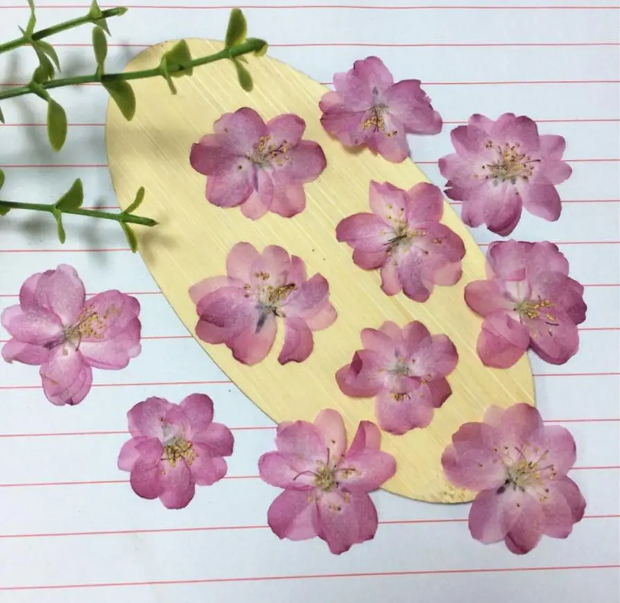 120pcs Pressed Dried Natural Color Skura Flower Plant Herbarium For Jewelry Postcard Invitation Card Phone Case Bookmark DIY
120pcs Pressed Dried Natural Color Skura Flower Plant Herbarium For Jewelry Postcard Invitation Card Phone Case Bookmark DIY