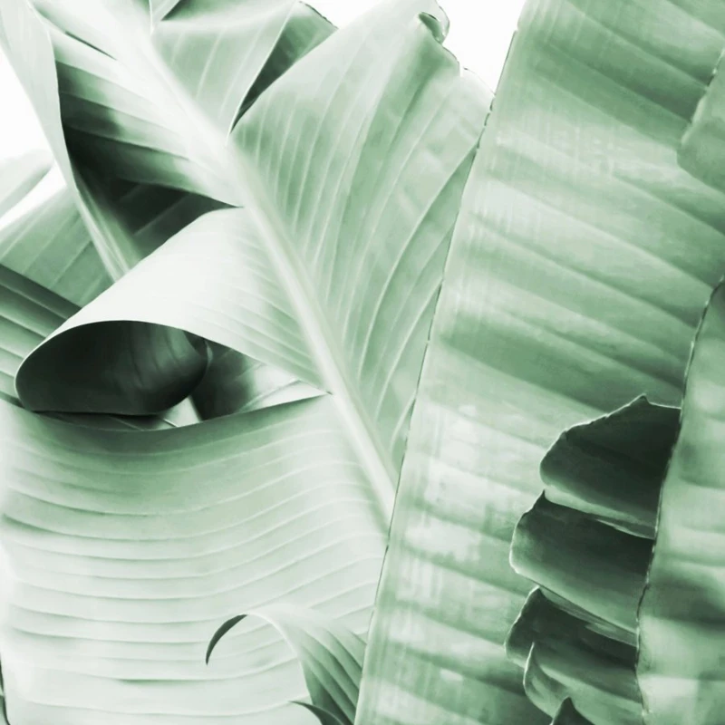 Banana Leaf Canvas Prints Deatil Picture