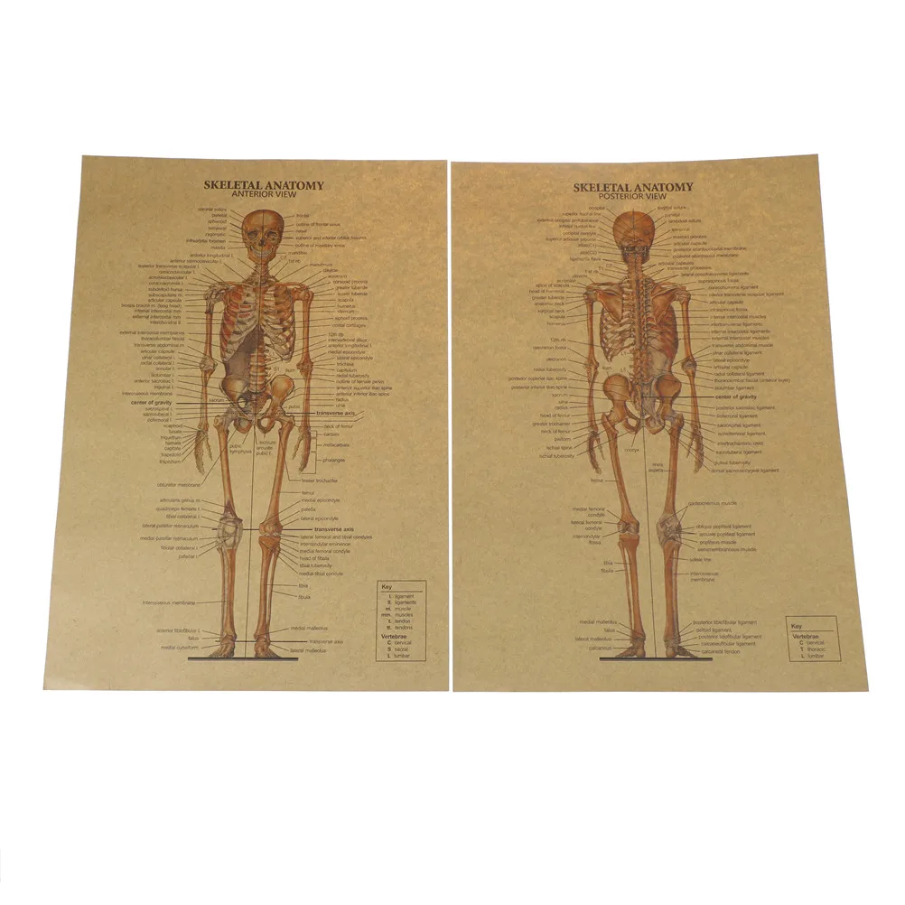 The Skeleton Of The Body Structure Nervous System Wall Sticker Poster Bar Retro Kraft Paper Painting Home Decor 51.5x36cm
The Skeleton Of The Body Structure Nervous System Wall Sticker Poster Bar Retro Kraft Paper Painting Home Decor 51.5x36cm