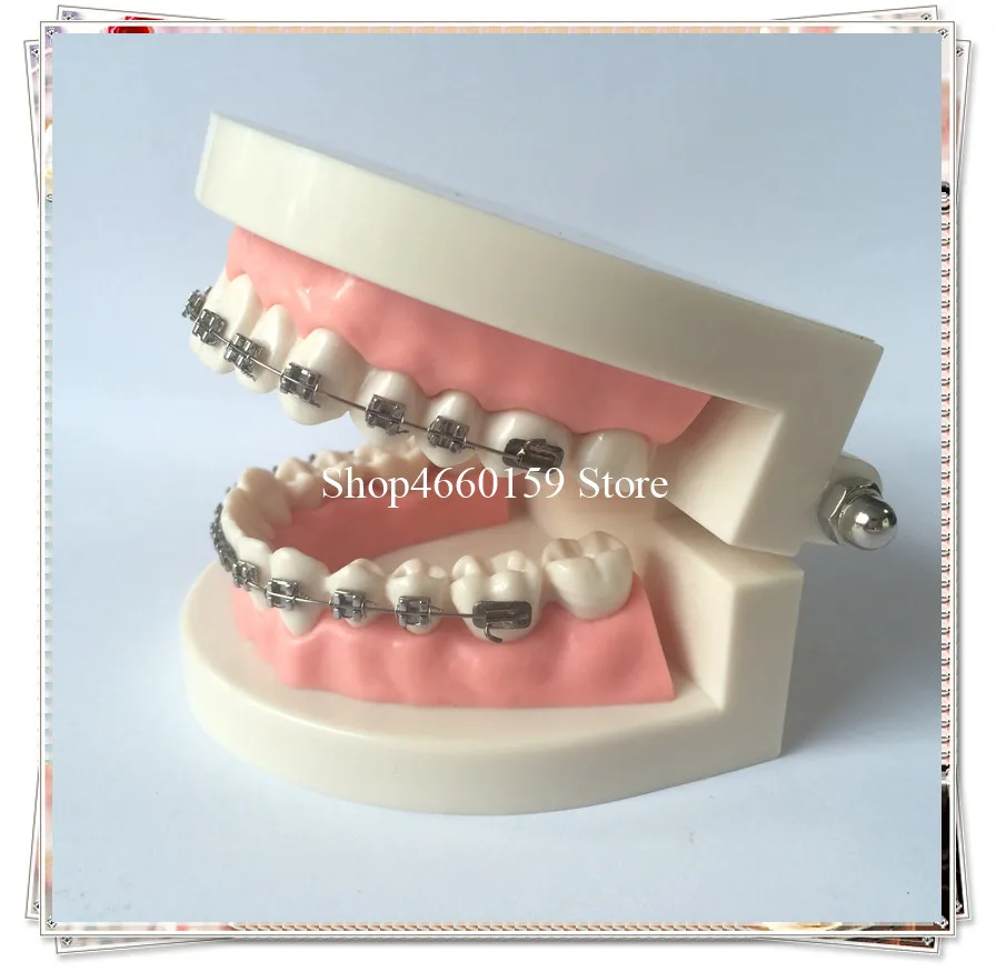 Dental Orthodontic teeth Model/Teeth Model for dental study Orthodontic/Orthodontic tooth model for dentist
Dental Orthodontic teeth Model/Teeth Model for dental study Orthodontic/Orthodontic tooth model for dentist