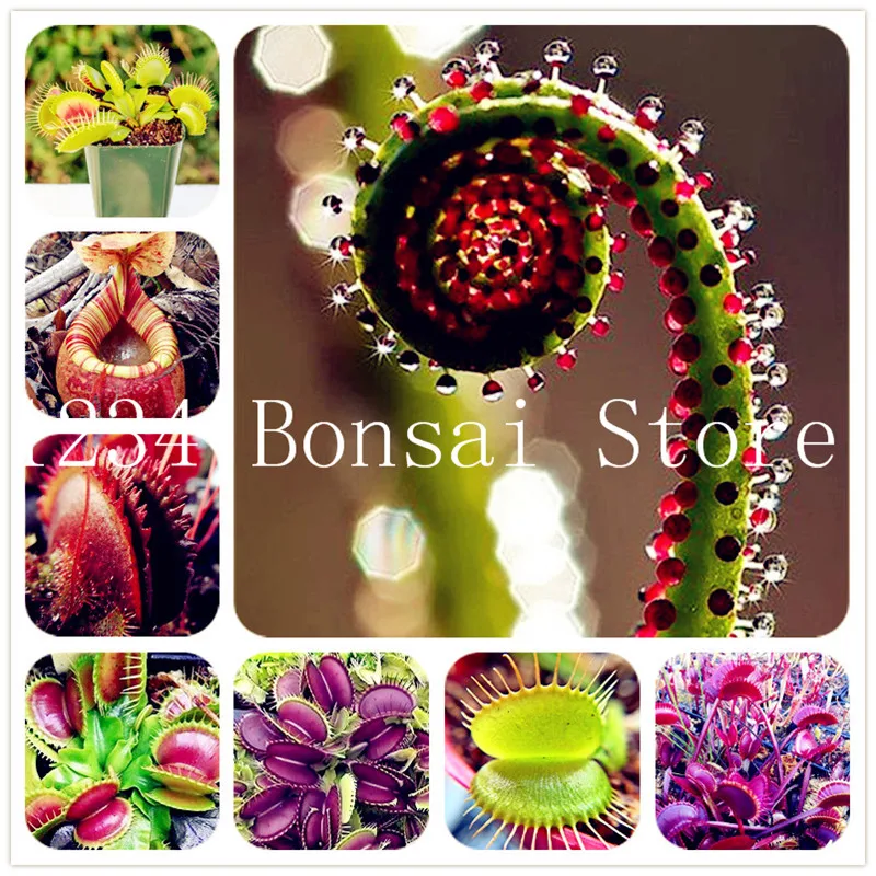Free Shipping 100 pcs Bonsai Insectivorous Potted Plant Dionaea Muscipula Giant Clip Venus Flytrap bonsai For Home Garden
Free Shipping 100 pcs Bonsai Insectivorous Potted Plant Dionaea Muscipula Giant Clip Venus Flytrap bonsai For Home Garden