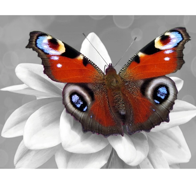 Diamond Painting Kits for Adults, 5D DIY Full Drill Diamond Arts Kit Colorful butterfly Rhinestone Paint Diamond for Home Wall
Diamond Painting Kits for Adults, 5D DIY Full Drill Diamond Arts Kit Colorful butterfly Rhinestone Paint Diamond for Home Wall