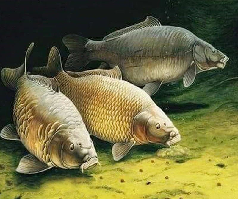 5d Diamond Embroidery Big Fish Animals Cross Stitch Full Square Diamond Painting DIY Sticker Decor Paintings
5d Diamond Embroidery Big Fish Animals Cross Stitch Full Square Diamond Painting DIY Sticker Decor Paintings