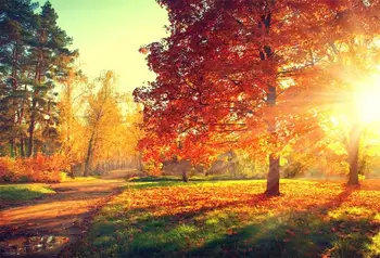 Laeacco Autumn Yellow Fallen Leaves Tree Maple Portrait Landscape Photo Backgrounds Photography Backdrops For Photo Studio
Laeacco Autumn Yellow Fallen Leaves Tree Maple Portrait Landscape Photo Backgrounds Photography Backdrops For Photo Studio