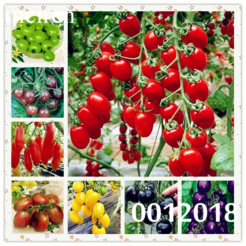 100 pcs Greek Tomato Bonsai Heirloom Sweet Gardening Plantas Plants Non-Gmo Vegetable Seedling For Home Garden bonsais planta
100 pcs Greek Tomato Bonsai Heirloom Sweet Gardening Plantas Plants Non-Gmo Vegetable Seedling For Home Garden bonsais planta
