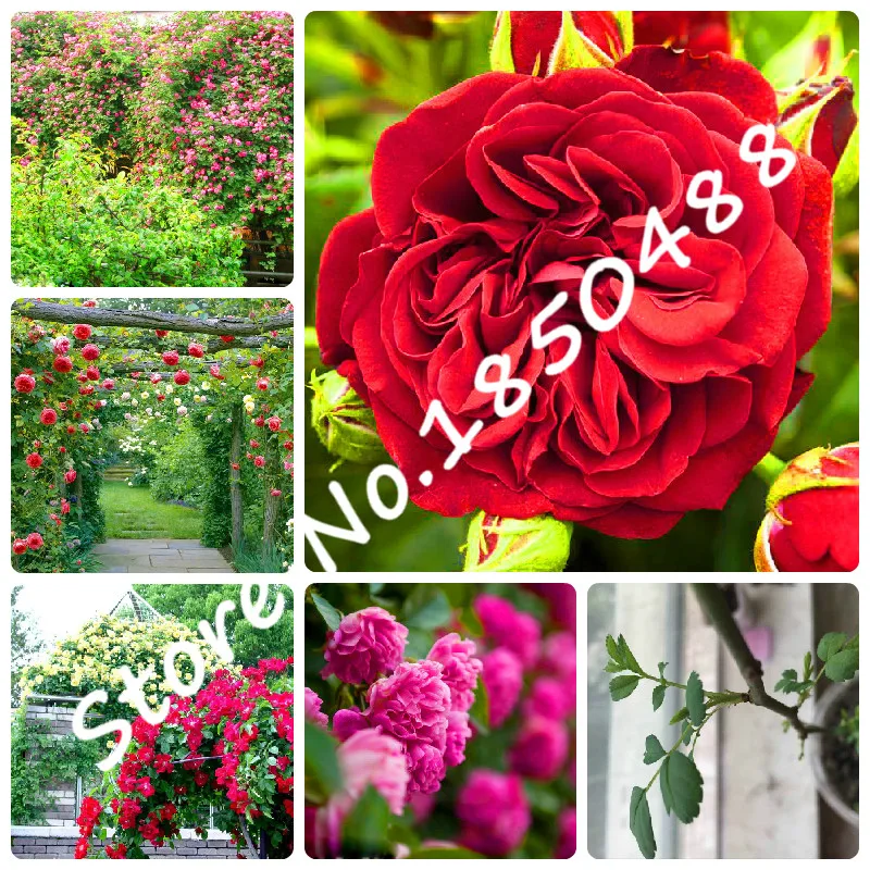 Strip Shrub Rose Flower Bonsai Plant 200Pcs Rare Bush Rose Climbing Flower Plant Yello Red Pink Purple Home Garden Exotic Bonsai
Strip Shrub Rose Flower Bonsai Plant 200Pcs Rare Bush Rose Climbing Flower Plant Yello Red Pink Purple Home Garden Exotic Bonsai