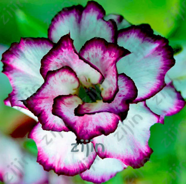 100% True Desert Rose Bonsai Ornamental Plants Balcony Bonsai Potted Flowers Drawf Adenium Obesum Bonsai -1 Particles/lot
100% True Desert Rose Bonsai Ornamental Plants Balcony Bonsai Potted Flowers Drawf Adenium Obesum Bonsai -1 Particles/lot