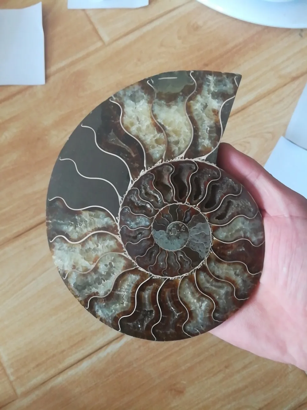 big size 400-500g RARE Iridescent AMMONITE AMMOLITE SHELL GEM FOSSIL SPECIMEN HEALING
big size 400-500g RARE Iridescent AMMONITE AMMOLITE SHELL GEM FOSSIL SPECIMEN HEALING