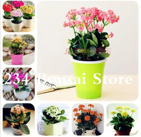 Flower Bonsai Red Longevity Flower plants Kalanchoe flower Flor Novel Plants For DIY Home Garden bonsai 200 pcs for sale
Flower Bonsai Red Longevity Flower plants Kalanchoe flower Flor Novel Plants For DIY Home Garden bonsai 200 pcs for sale