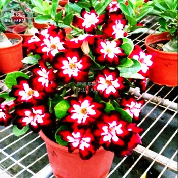 BELLFARM Rare Dark Flowing Adenium Desert rose, Professional Pack, 2 Seeds, single petal dark red, red and white petals E4031