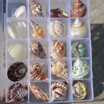 Natural Conch Selection Specimens Conch Shell Container Gift Boxes Shells Gifts Gift Friends Decoration Crafts Shells Starfishes
Natural Conch Selection Specimens Conch Shell Container Gift Boxes Shells Gifts Gift Friends Decoration Crafts Shells Starfishes