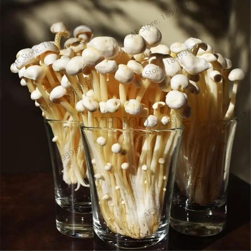 New Arrival 200 Pcs/lot outdoor and indoor Plant Edible Health Vegetable Flammulina Mushroom Bonsai - 200Pcs
New Arrival 200 Pcs/lot outdoor and indoor Plant Edible Health Vegetable Flammulina Mushroom Bonsai - 200Pcs