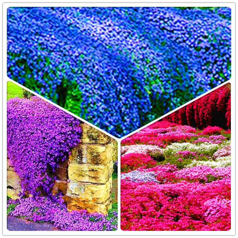 Loss Promotion! 100 Pcs/Lot Rock cress Bonsai PERENNIAL FLOWERING GROUNDCOVER Plant for home garden
Loss Promotion! 100 Pcs/Lot Rock cress Bonsai PERENNIAL FLOWERING GROUNDCOVER Plant for home garden