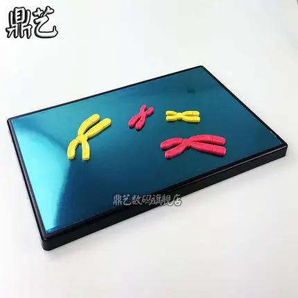 magnetic reductional cell division Model components of chromosome change Biology teaching aids 280*180mm
magnetic reductional cell division Model components of chromosome change Biology teaching aids 280*180mm