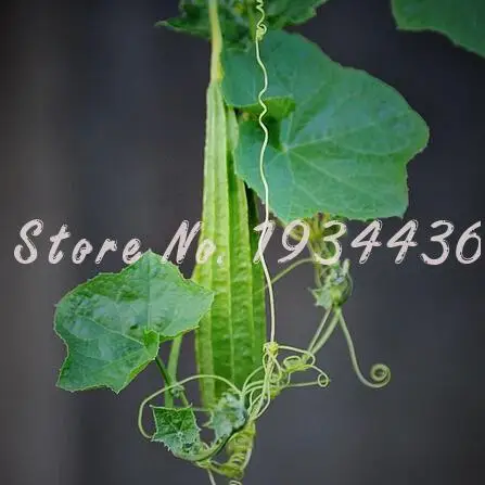 New ! 10 Particles Fresh Loofah Plant Organic Vegetable Fruit Body Scrubber Snake Gourd Indoor Bonsai Pot Courtyard Planting
New ! 10 Particles Fresh Loofah Plant Organic Vegetable Fruit Body Scrubber Snake Gourd Indoor Bonsai Pot Courtyard Planting