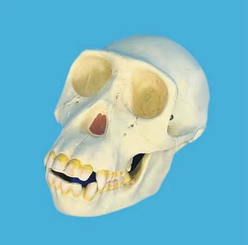 Chimpanzee Skull Skeleton Model Bone Skeleton Primitive Human Skull Teaching Model Medical Teaching Aids Orangutan Head Skull
Chimpanzee Skull Skeleton Model Bone Skeleton Primitive Human Skull Teaching Model Medical Teaching Aids Orangutan Head Skull