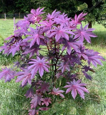 100 Pcs Castor Bean Deep Purple Bonsai Ricinus Communis Tropical Look Fast Growing Plants For Home Garden plantas naturales
100 Pcs Castor Bean Deep Purple Bonsai Ricinus Communis Tropical Look Fast Growing Plants For Home Garden plantas naturales