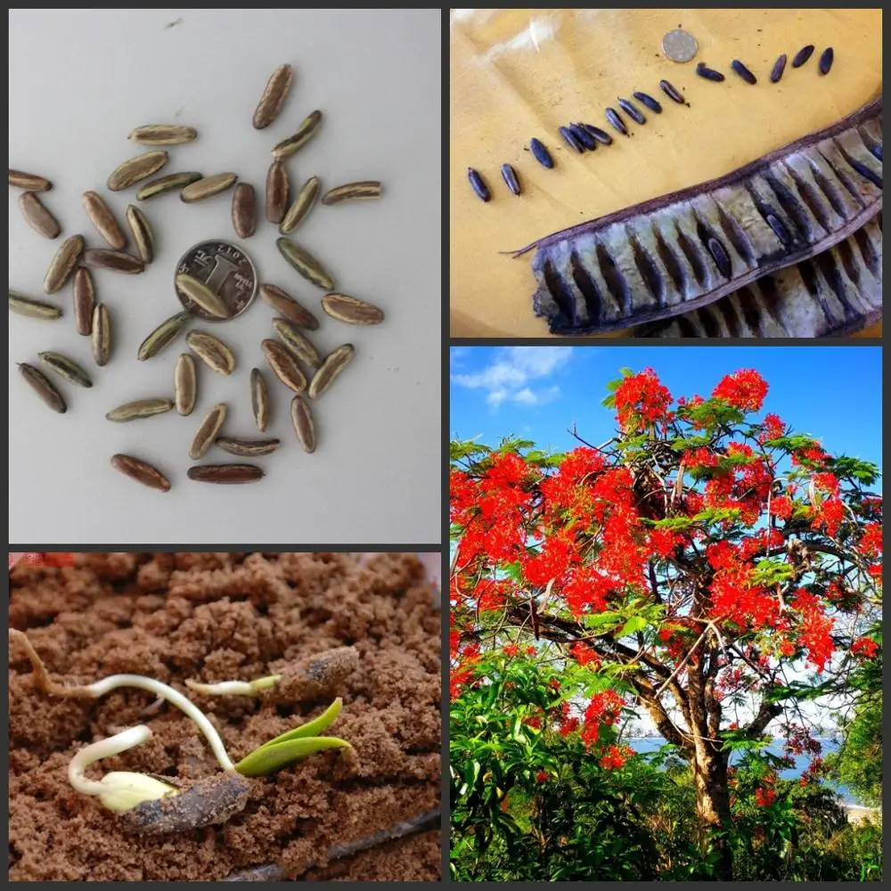 10PCS Fresh Real "Delonix regia" tree semillas - bonsai flower plant sementes ( Feng-huang-mu )
10PCS Fresh Real "Delonix regia" tree semillas - bonsai flower plant sementes ( Feng-huang-mu )
