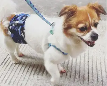 50Pcs/Lot Camouflage Male Dog Dog Wrap Physiological Pants Band Diapers Sanitary Underwear Training Pants
50Pcs/Lot Camouflage Male Dog Dog Wrap Physiological Pants Band Diapers Sanitary Underwear Training Pants